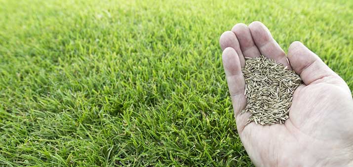 Tall Fescue Grass Seeds for Durable, Low-Maintenance Grass
