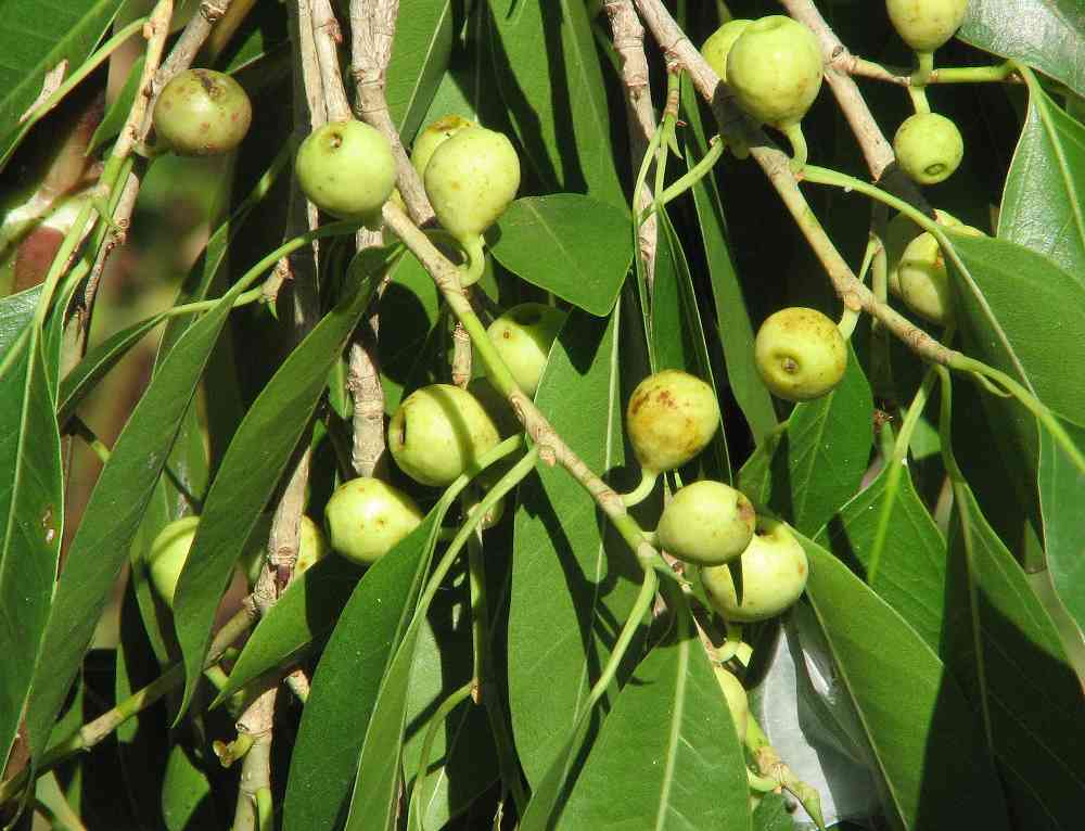 Green Ficus Pertusa Seeds for Planting - Evergrowseeds