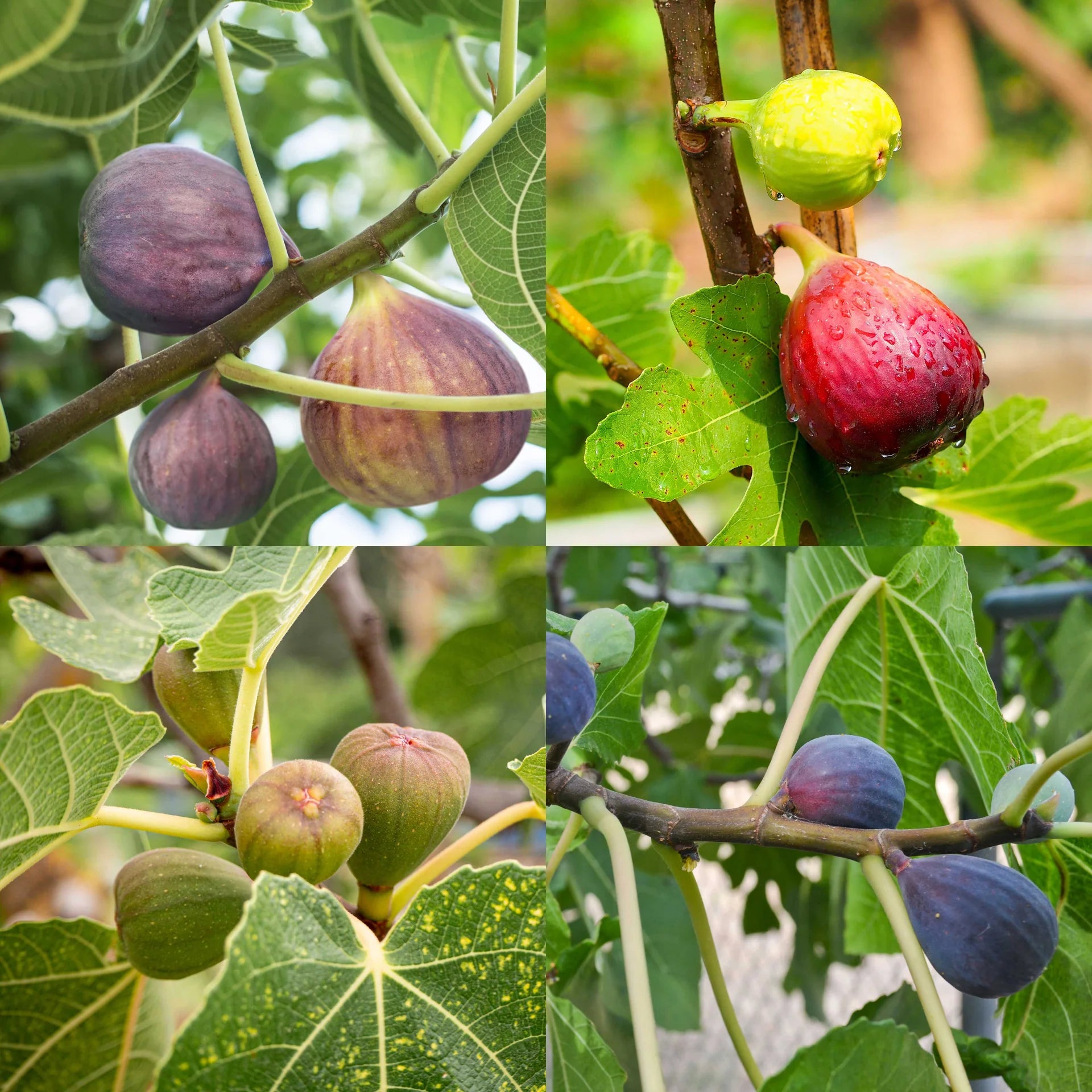 Mixed Vasilika Aspra Planting Seeds for Fruit Cultivation