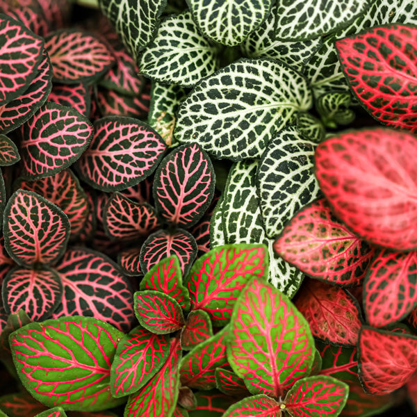 High germination Fittonia Verschaffeltii seeds