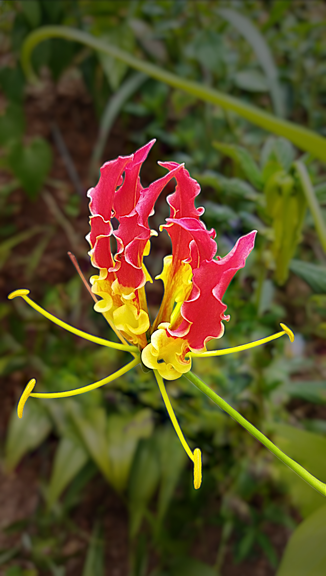 Gloriosa Flower seeds for Planting - Shade Tolerant, Heirloom & GMO Free Seeds for Home Garden