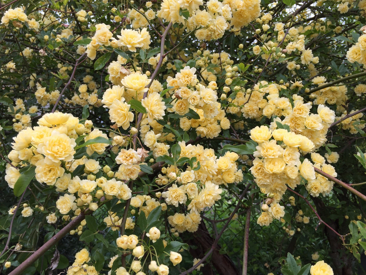 Rosa Banksia Flower seeds for Planting - Drought Tolerant, Heirloom & GMO Free Seeds for Home Garden
 
 Sale seeds for home garden