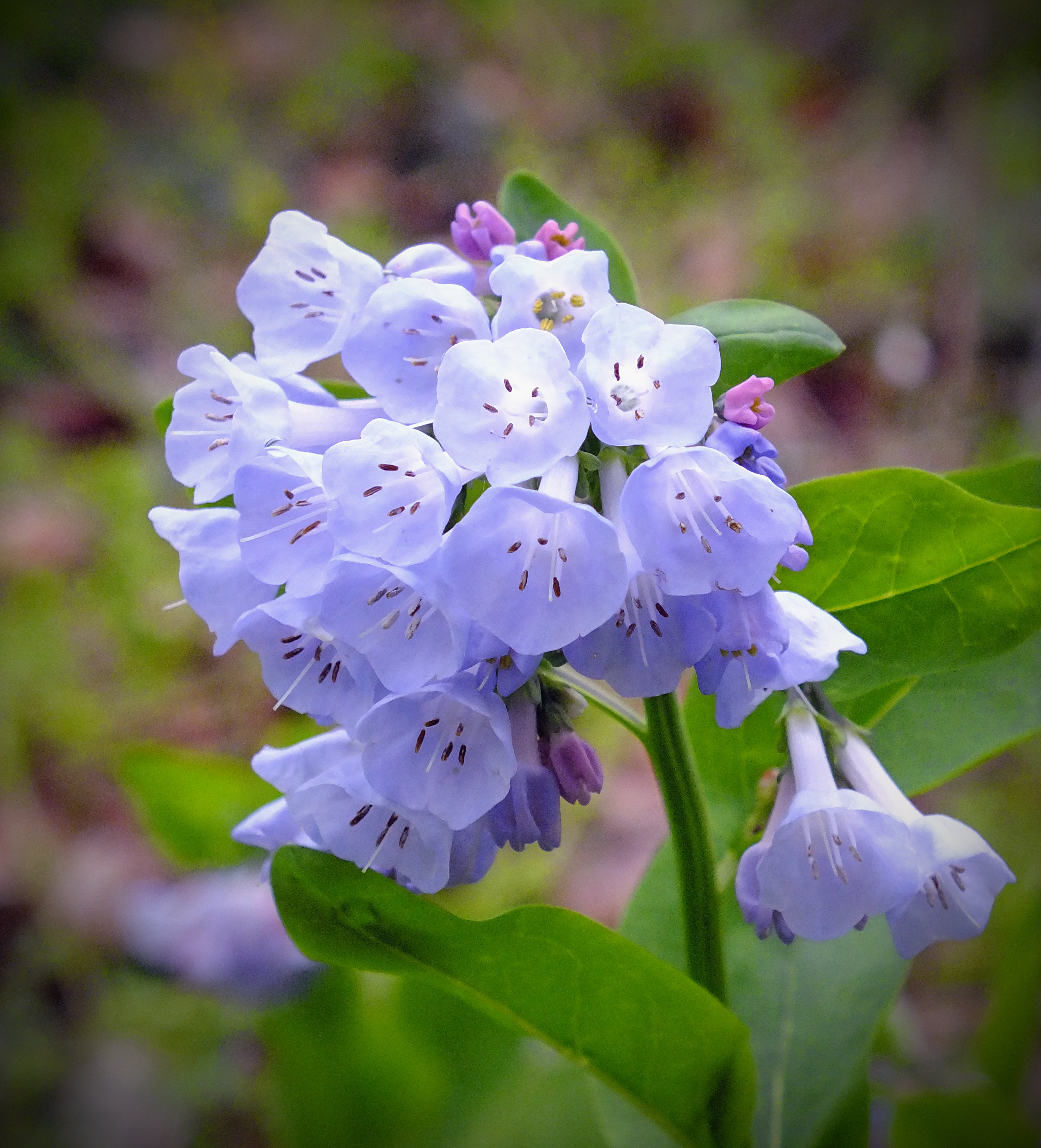 Mertensia Flower seeds for Planting - Cottage Garden Essential, Heirloom & GMO Free Seeds for Home Garden