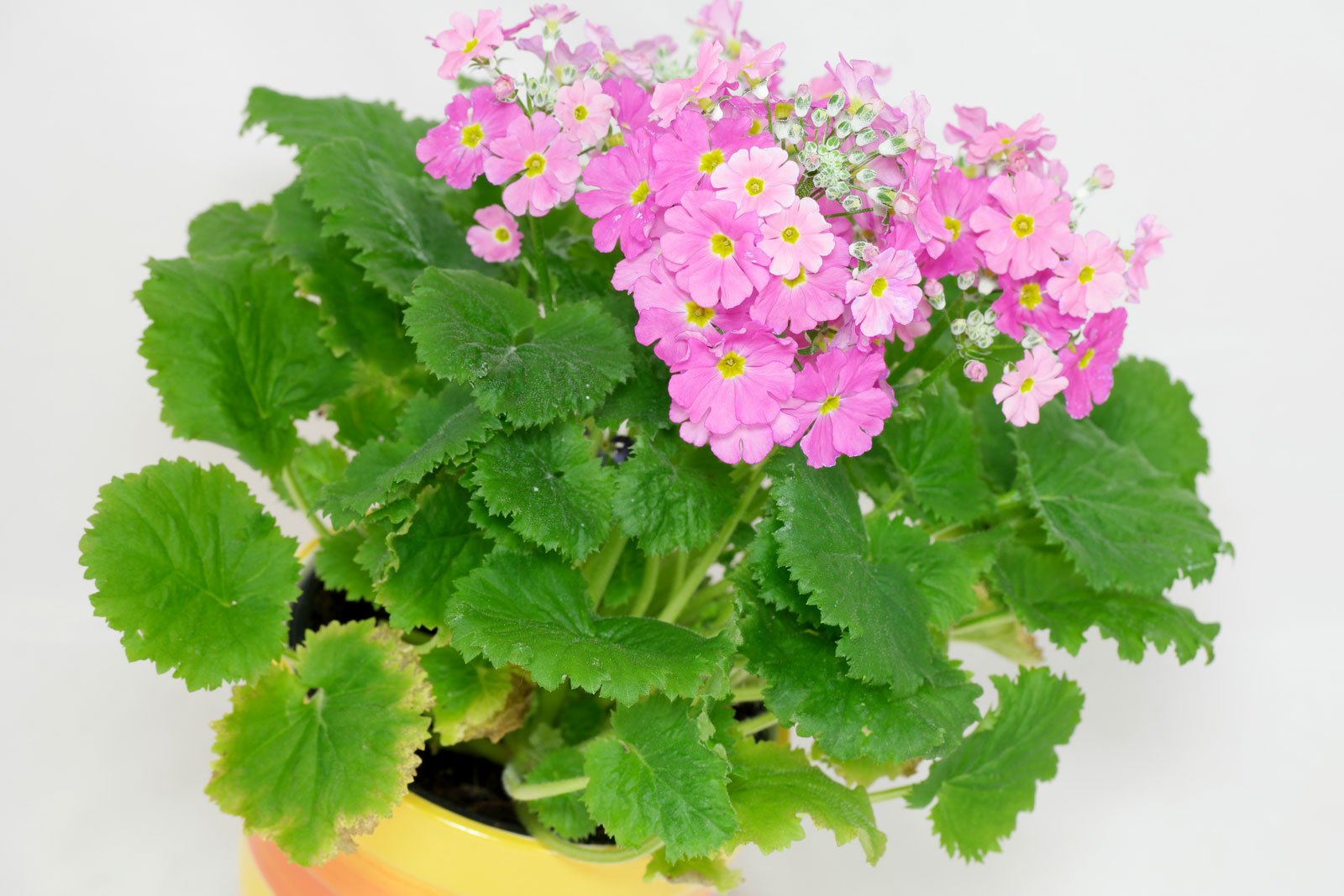 Cream Primula Malacoides Flower Seeds for Planting Vibrant Colors Heirloom & GMO Free Seeds for Home Garden
 
 Sale