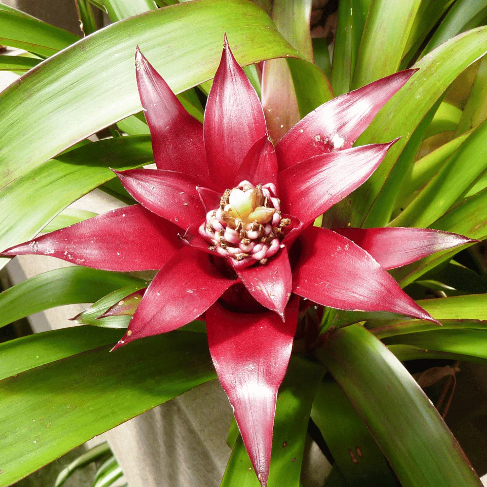 Red Bromeliad Flower seeds for Planting - Easy to Grow, Heirloom & GMO Free Seeds for Home Garden