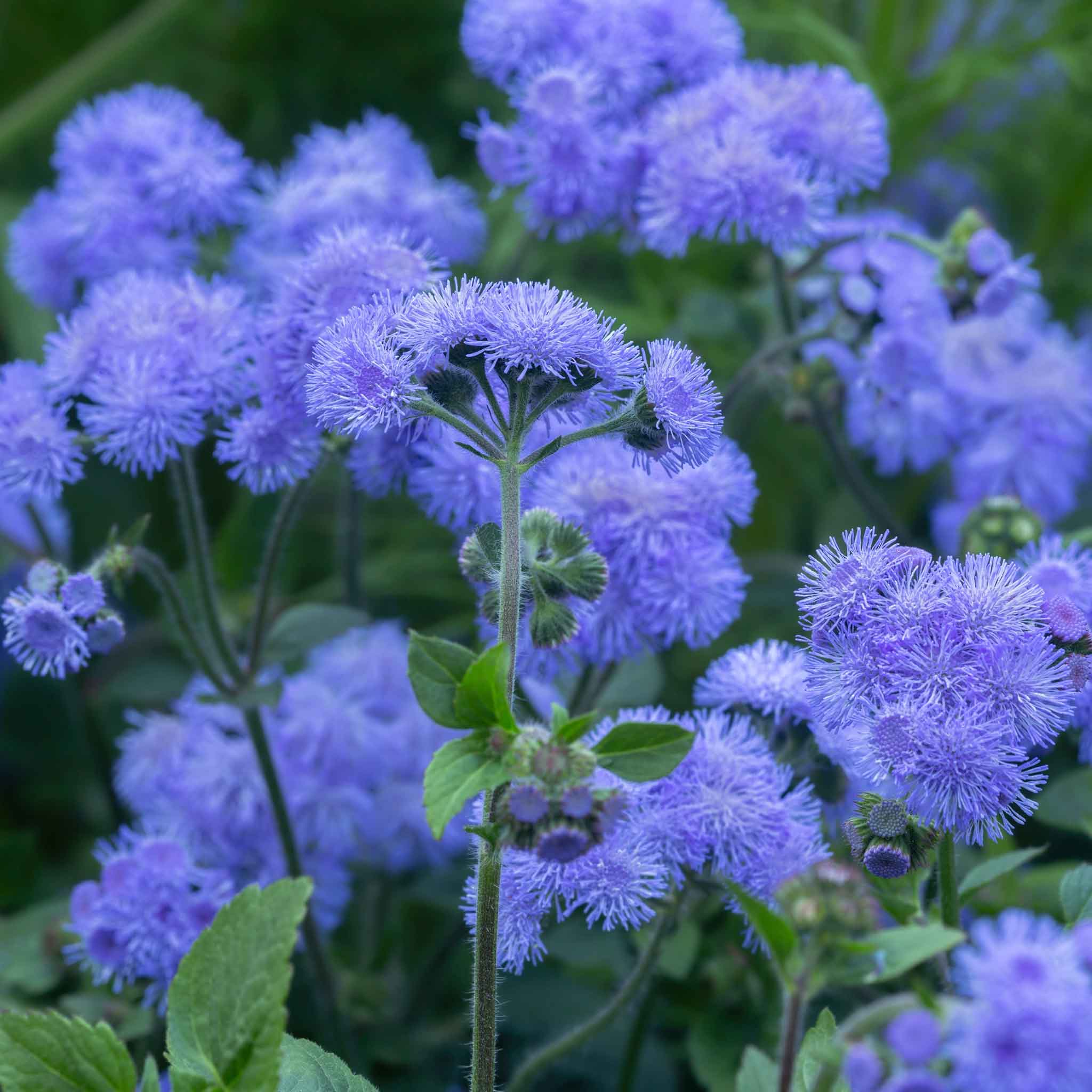 Non GMO floss flower seeds