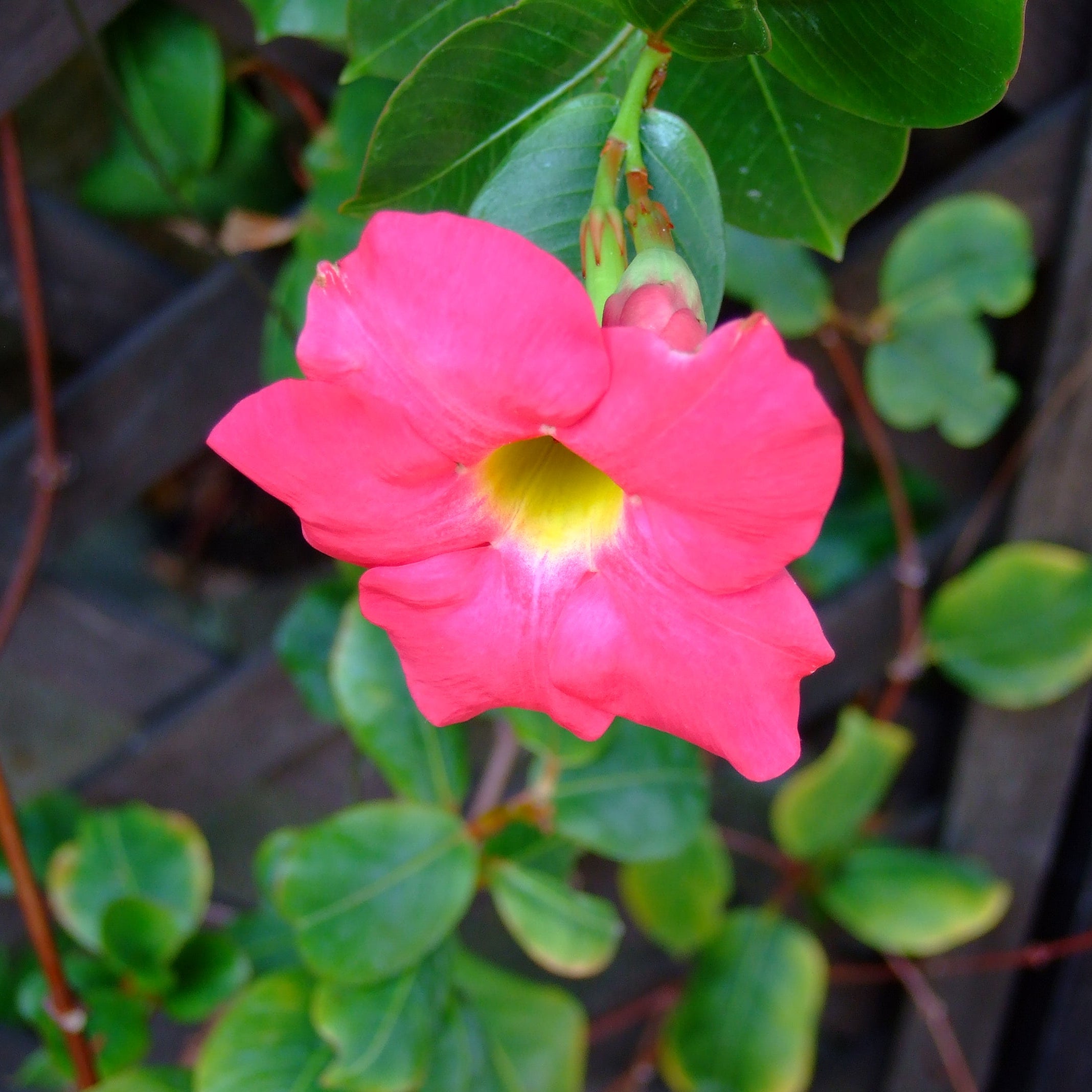 Sanderi Dipladenia Flower Seeds for planting