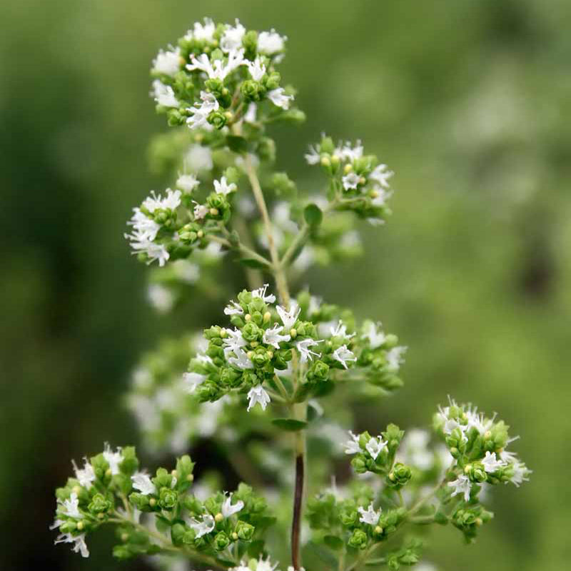 Buy Oregano Seeds Online – Heirloom Medicinal Herb for Cooking