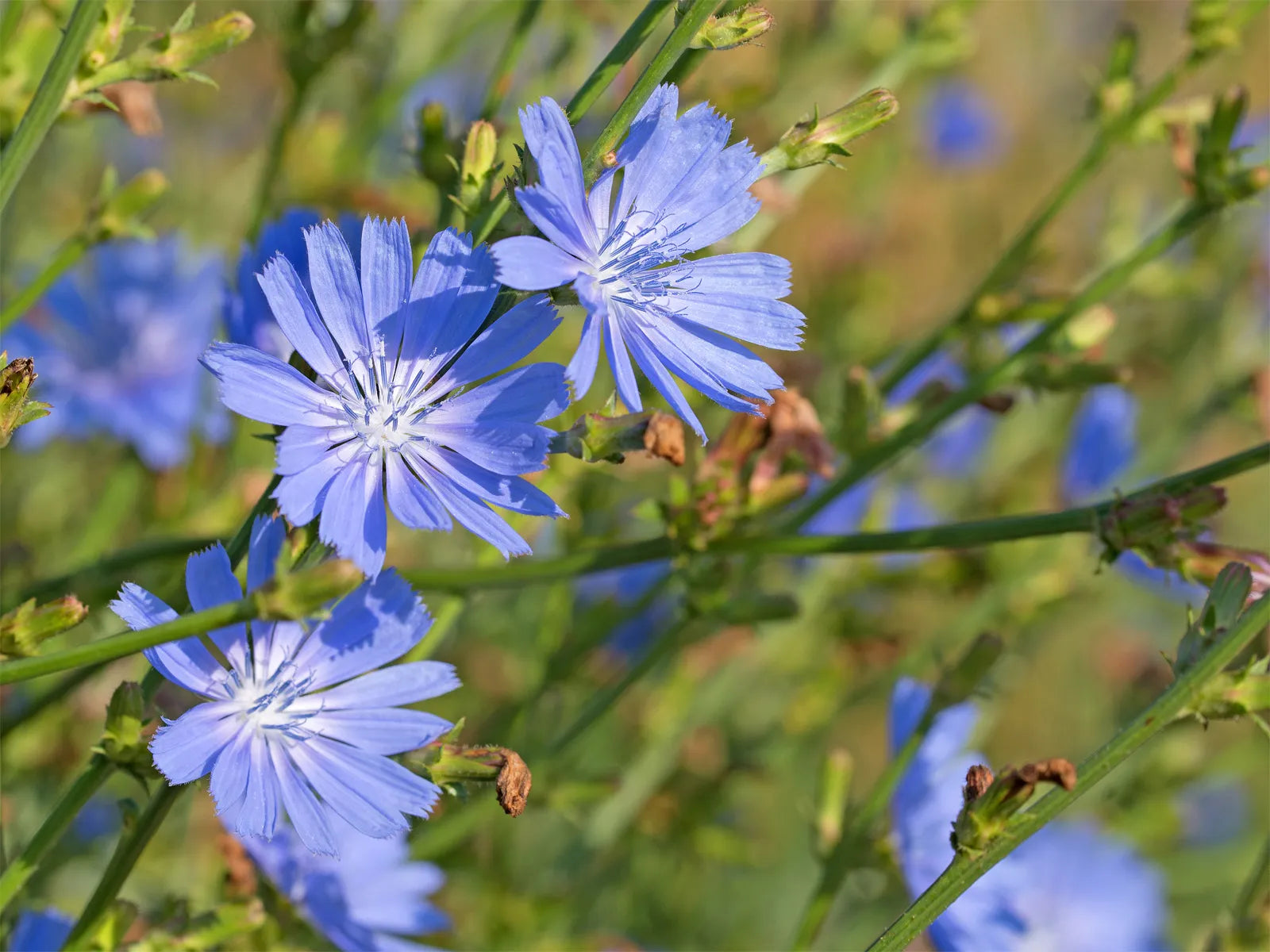 Blue Cichorium Flower seeds for Planting - Garden Favorite, Heirloom & GMO Free Seeds for Home Garden