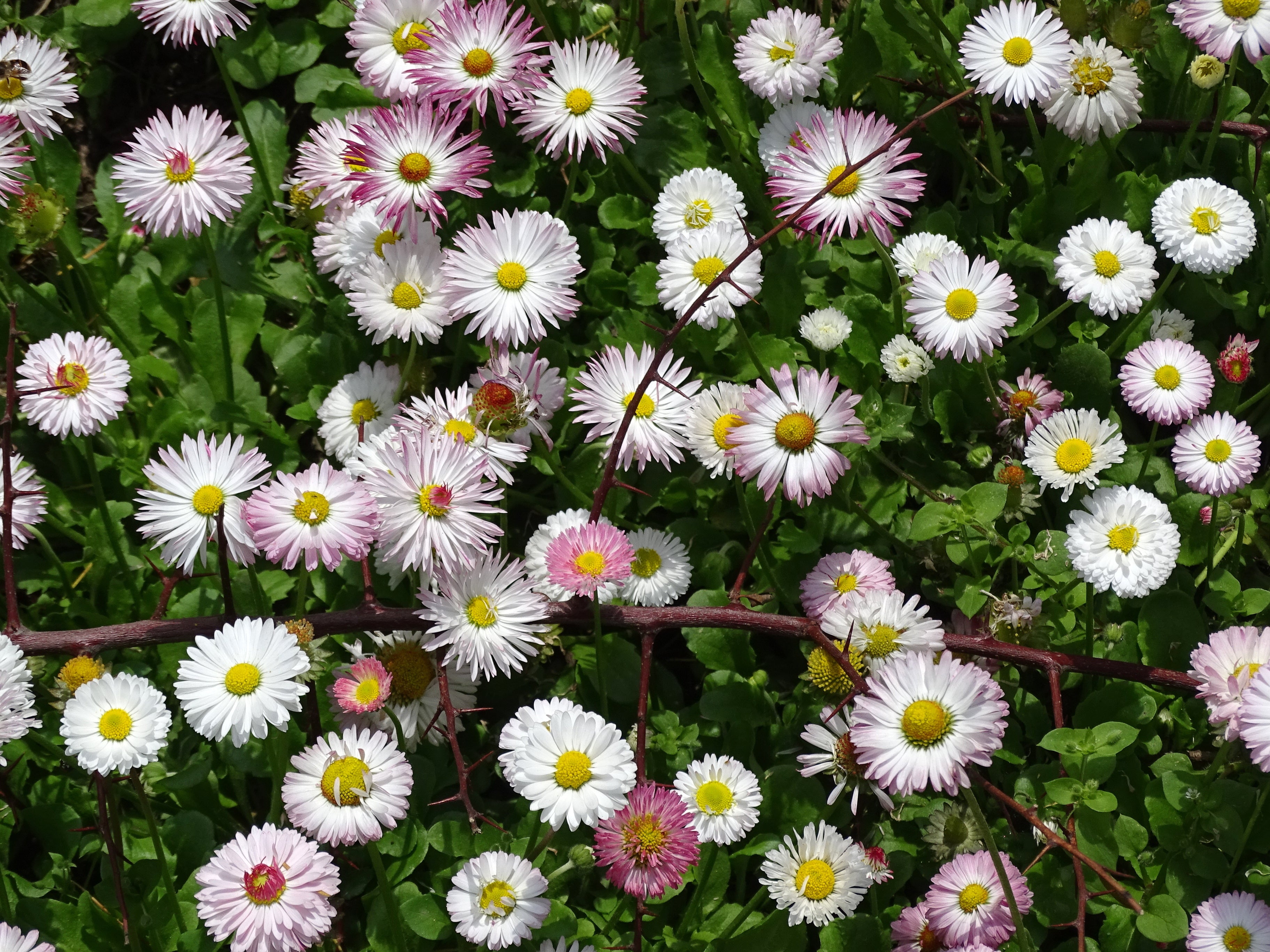 Mixed Karvinskianus Flower seeds for Planting - Premium Quality, Heirloom & GMO Free Seeds for Home Garden