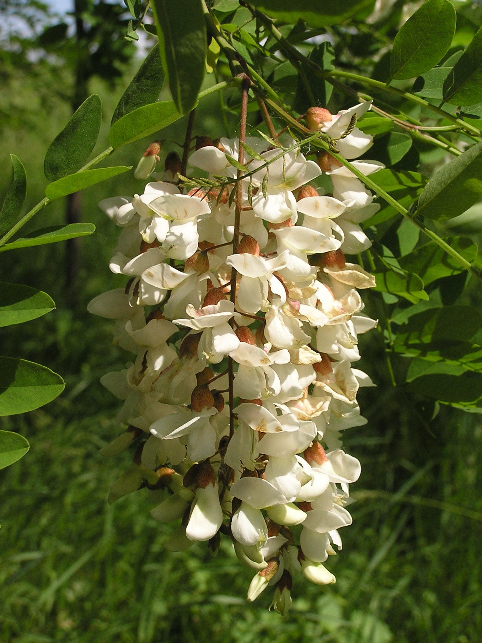 Robinia Flower seeds for Planting - Bright Blooms, Heirloom & GMO Free Seeds for Home Garden
