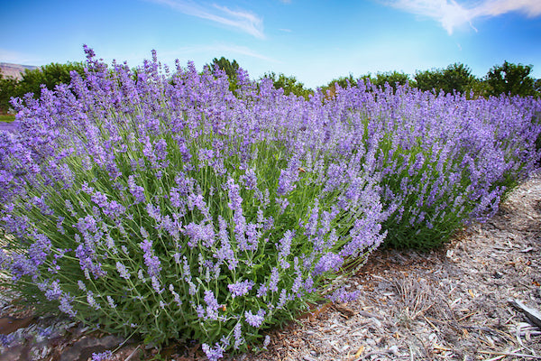 Lavender Fargo Flower seeds for Planting - Hardy Variety, Heirloom & GMO Free Seeds for Home Garden