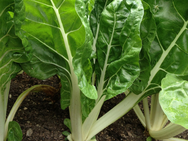 Fordhook Swiss Chard Seeds for Nutritious, Tender Greens