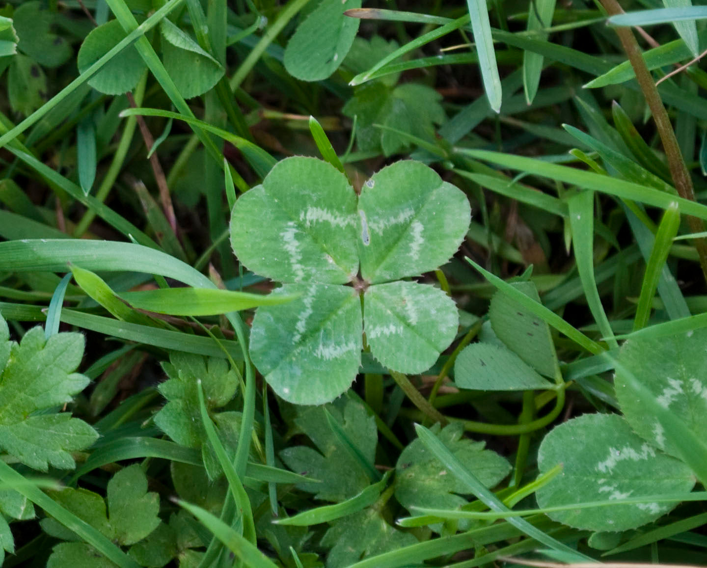 Green Clover Flower seeds for Planting - Shade Tolerant, Heirloom & GMO Free Seeds for Home Garden