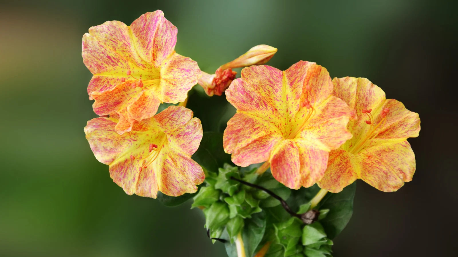 Yellow Red Four O'Clock Flower Planting  Seeds for Vibrant Blooms in Your Garden