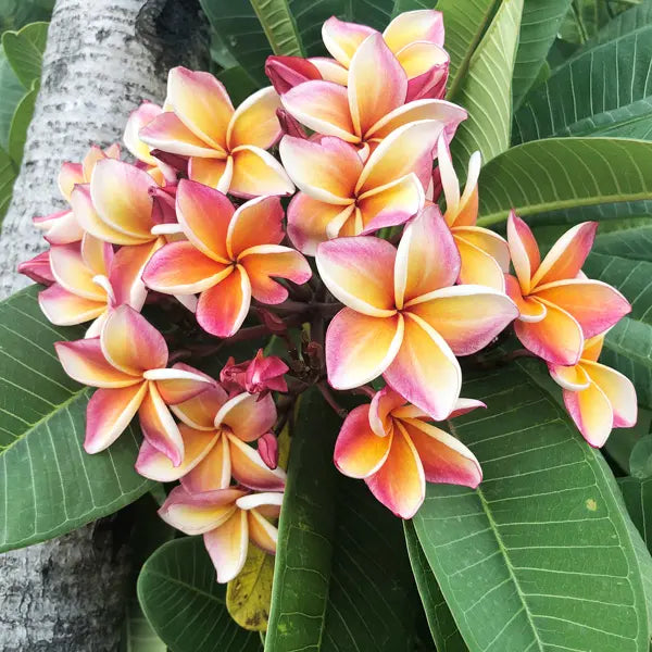 Red & White Frangipani Flower seeds for Planting - Pollinator Friendly, Heirloom & GMO Free Seeds for Home Garden