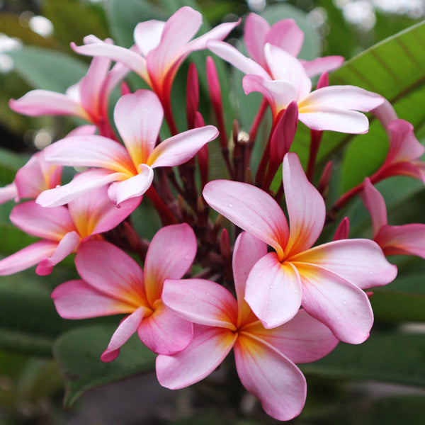 Pink Frangipani Flower seeds for Planting - Easy to Grow, Heirloom & GMO Free Seeds for Home Garden