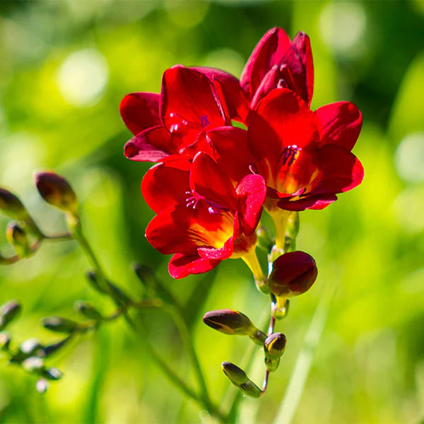 Freesia Bulbs Flower seeds for Planting Long Bloom Season Heirloom & GMO Free Seeds for Home Garden