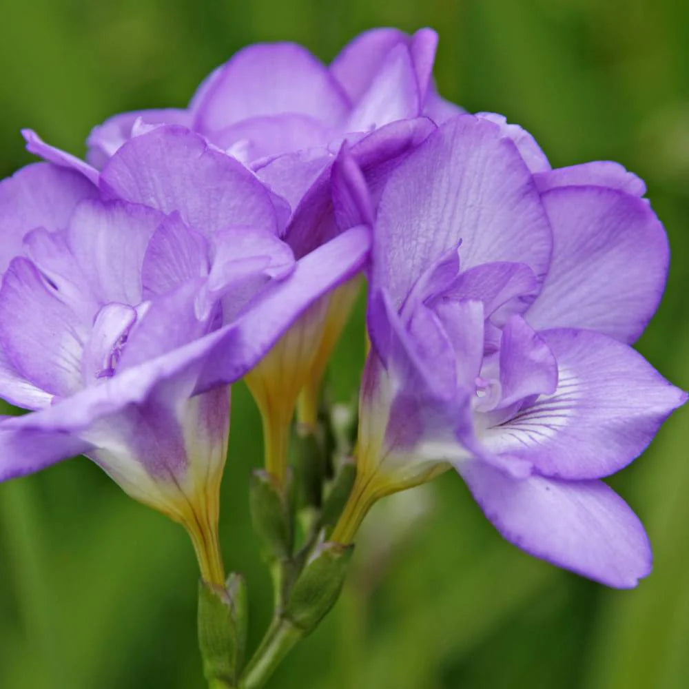 Light Violet Freesia Flower Seeds for Planting Shade Tolerant Heirloom & GMO Free Seeds for Home Garden
 
 Sale