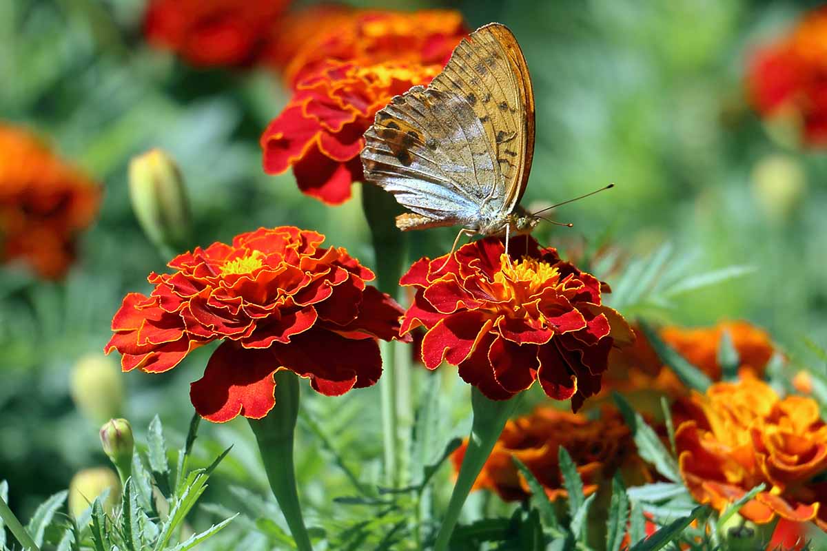 Meroon Tagetes Patula Flower Seeds for Planting - Vibrant Annual Marigolds for Your Garden
