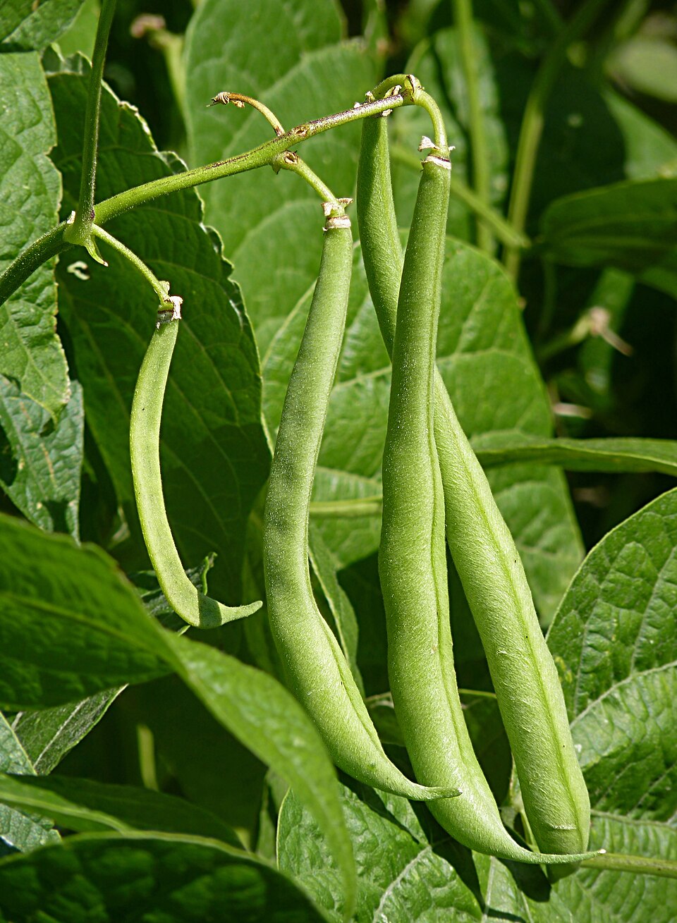 White Cattle Bean Seeds  Perfect for Home Vegetable Gardens