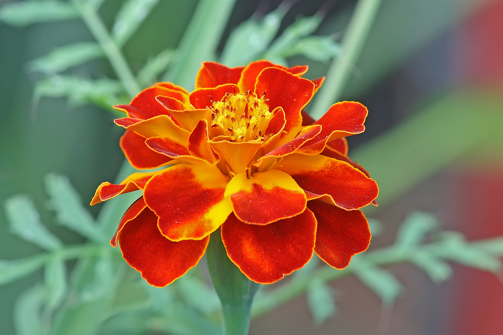 Patula Flower seeds for Planting Long Bloom Season Heirloom & GMO Free Seeds for Home Garden