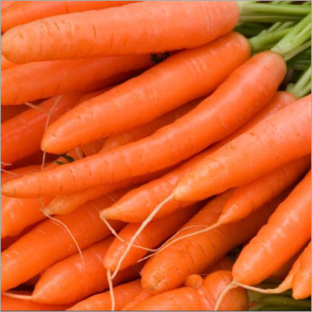 Premium Little Finger Carrot Seeds for Planting  Ideal for Small Gardens