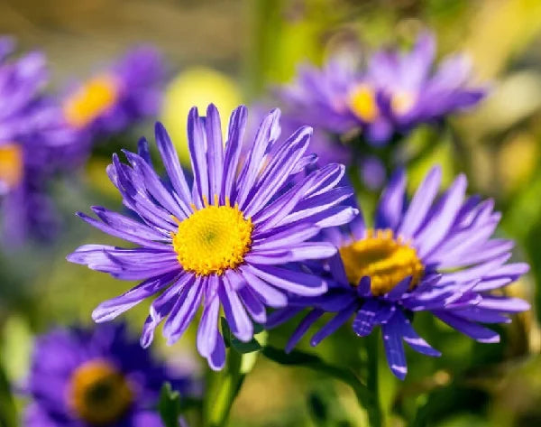 Aster Alpin Flower seeds for Planting - Garden Favorite, Heirloom & GMO Free Seeds for Home Garden