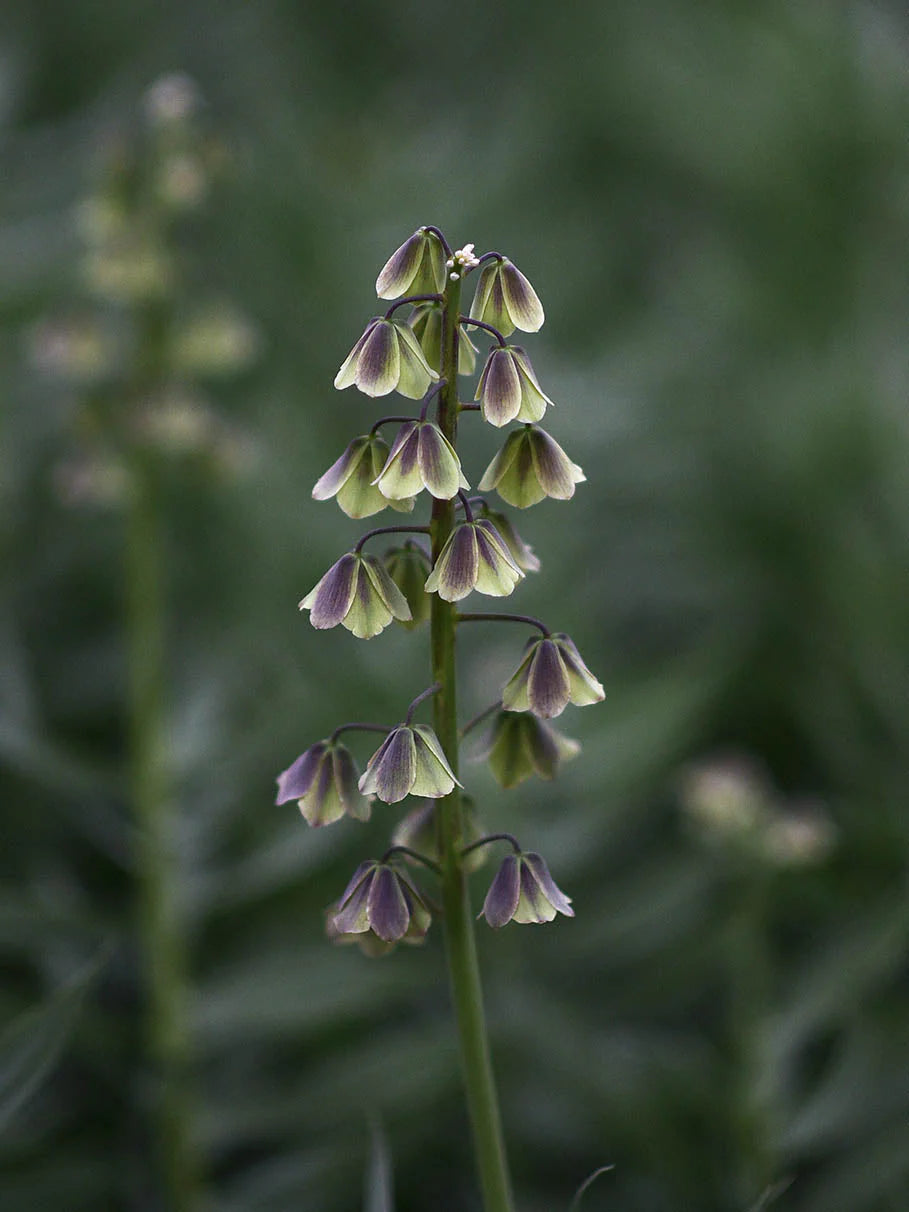 Green Fritillaria Flower seeds for Planting - Premium Quality, Heirloom & GMO Free Seeds for Home Garden