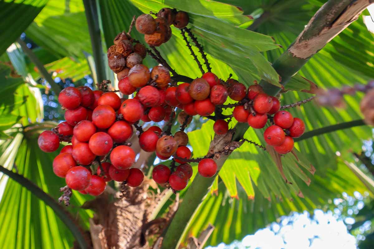 Vanuatu Palm Tree Seeds: Grow Your Own Tropical Paradise  Essential Planting Instructions