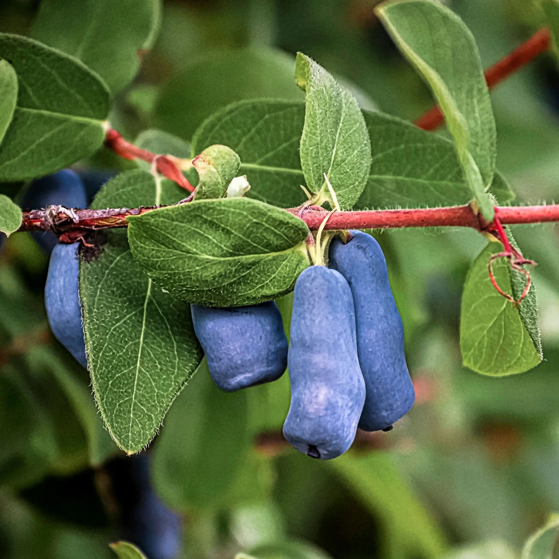 Haskap Fruit Seeds for Planting - Grow Your Own Delicious Haskap Berries