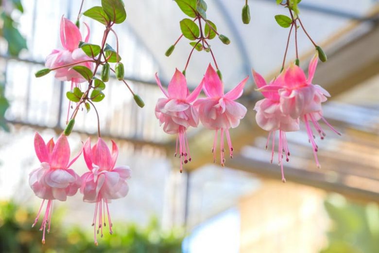 Baby Pink Double Petals Fuchsia Flower Seeds for Planting Long Bloom Season Heirloom & GMO Free Seeds for Home Garden
 
 Sale