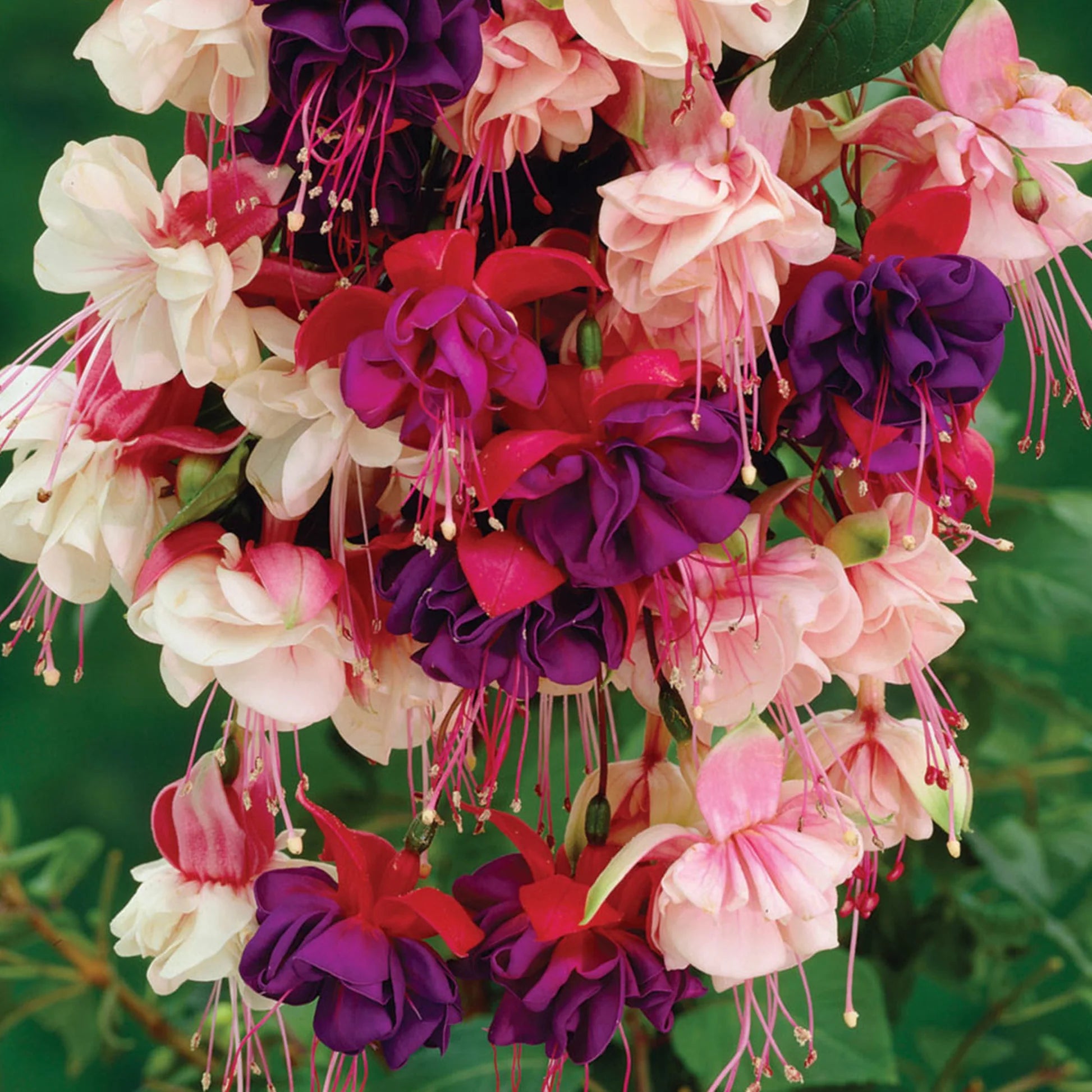 Mix Lantern Fuchsia Flower Seeds for Planting Cut Flower Favorite Heirloom & GMO Free Seeds for Home Garden
 
 Sale