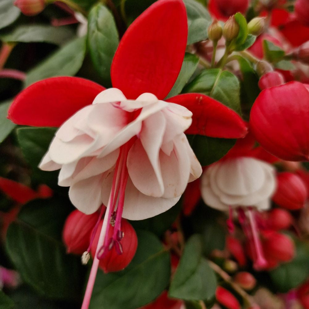 Red White Fuchsia Seeds Flower seeds for Planting - Shade Tolerant, Heirloom & GMO Free Seeds for Home Garden