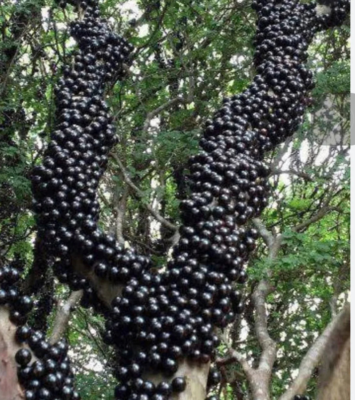 Black Brazilian Grape Fruit Seeds for Planting