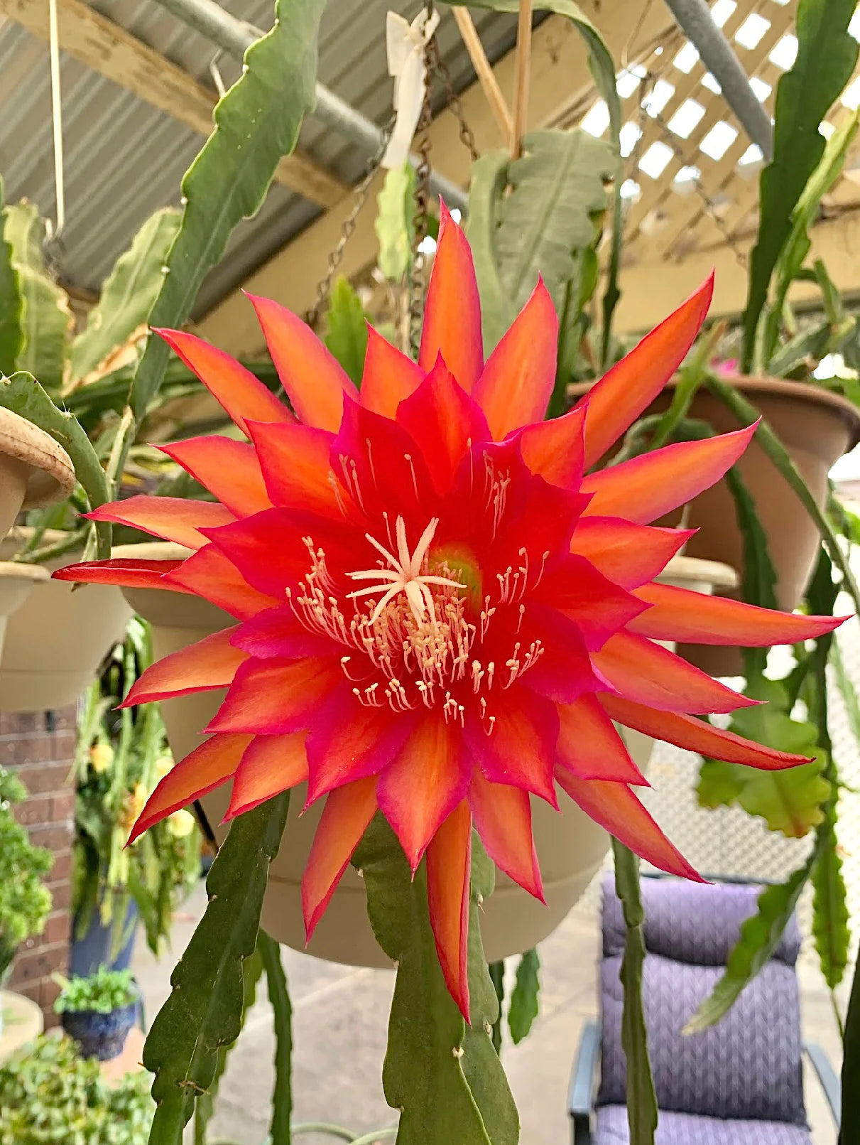 Epiphyllum Flower seeds for Planting - Cut Flower Favorite, Heirloom & GMO Free Seeds for Home Garden