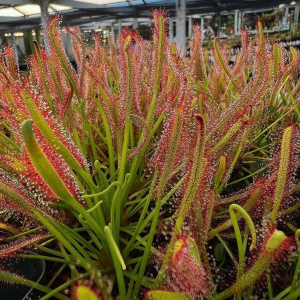 Green Sundew Clip Flower seeds for Planting - Bright Blooms, Heirloom & GMO Free Seeds for Home Garden