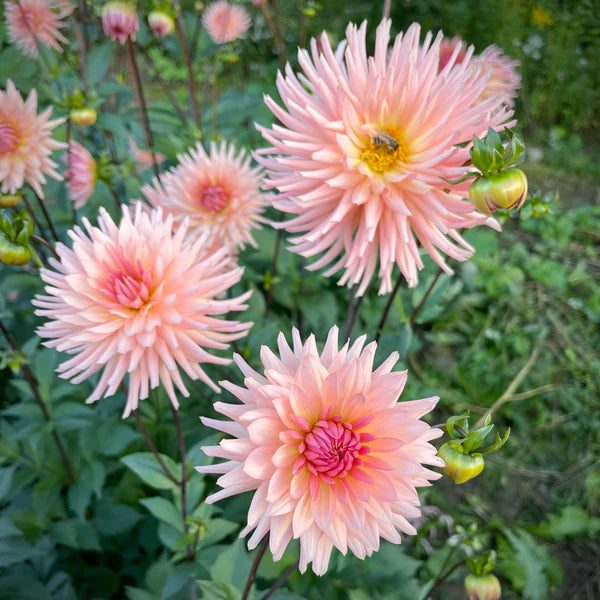Chrysanthemum Flower seeds for Planting Hardy Variety Heirloom & GMO Free Seeds for Home Garden