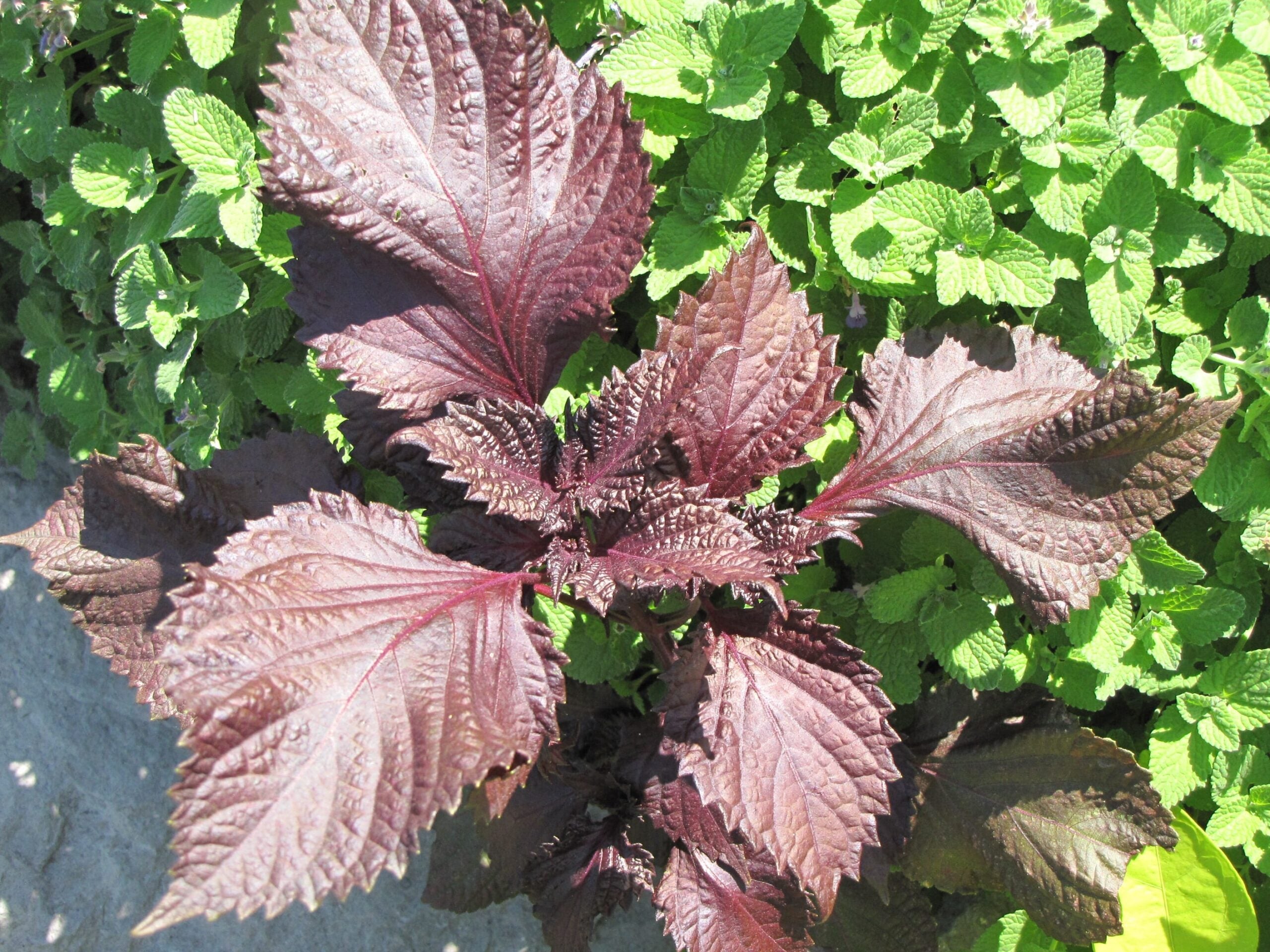 Purple Leaf Perilla Seeds for Easy Planting