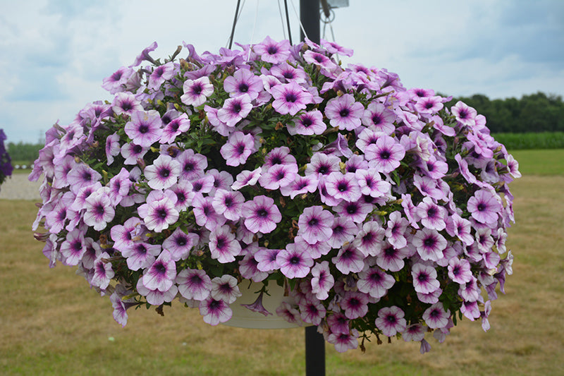Violet Petunia Hybrida Hanging Flower Seeds for Planting Heirloom NONGMO Easy to Grow Garden Blooms 
 
 Sale