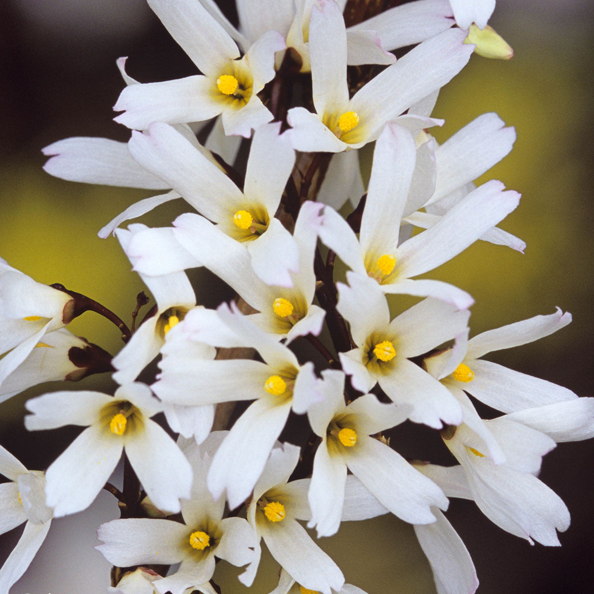 White Forsythia - Abeliophyllum distichum Flower seeds for Planting - Easy to Grow, Heirloom & GMO Free Seeds for Home G