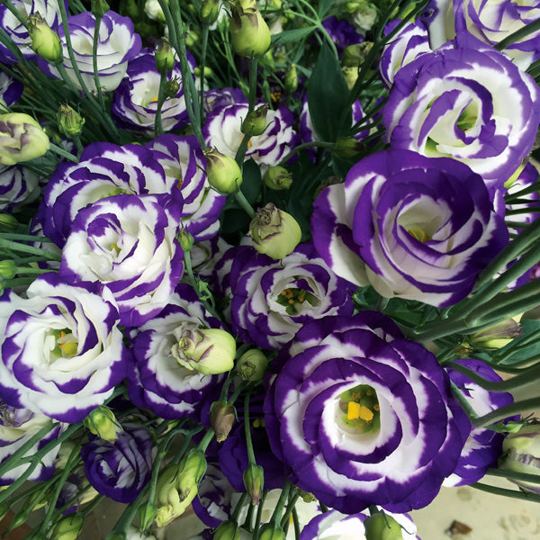 Mixed Lisianthus Echo Flower seeds for Planting - Compact Growth, Heirloom & GMO Free Seeds for Home Garden