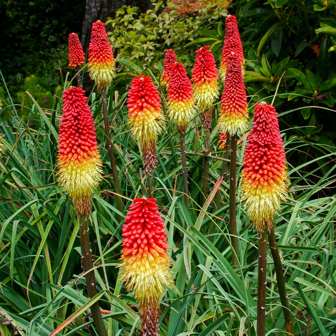 Red Kniphofia Flower seeds for Planting - Compact Growth, Heirloom & GMO Free Seeds for Home Garden