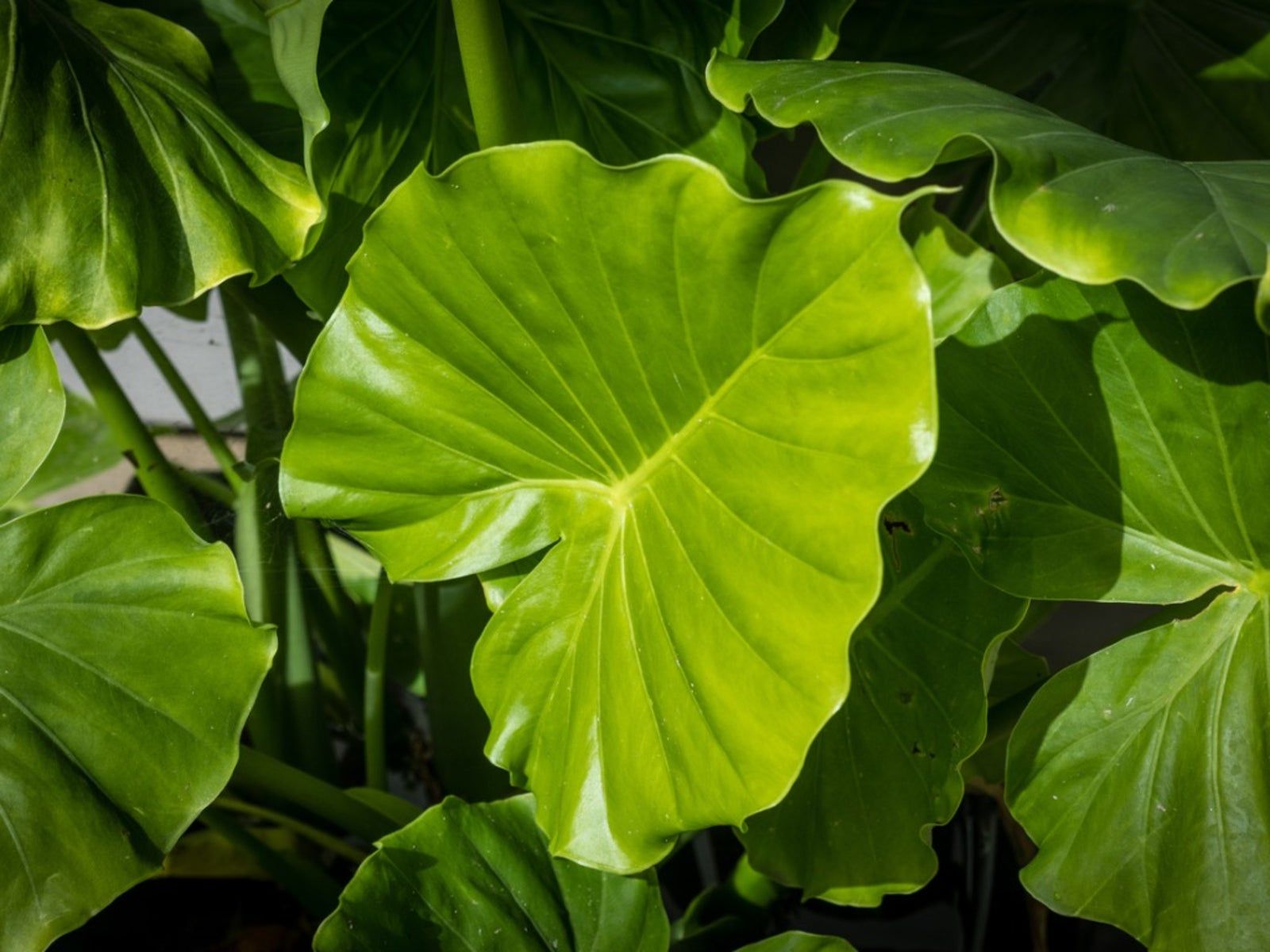 Elephant's Ear Flower seeds for Planting - Long Bloom Season, Heirloom & GMO Free Seeds for Home Garden