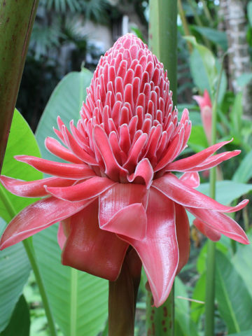 Pink Torch Ginger Flower seeds for Planting - Pollinator Friendly, Heirloom & GMO Free Seeds for Home Garden