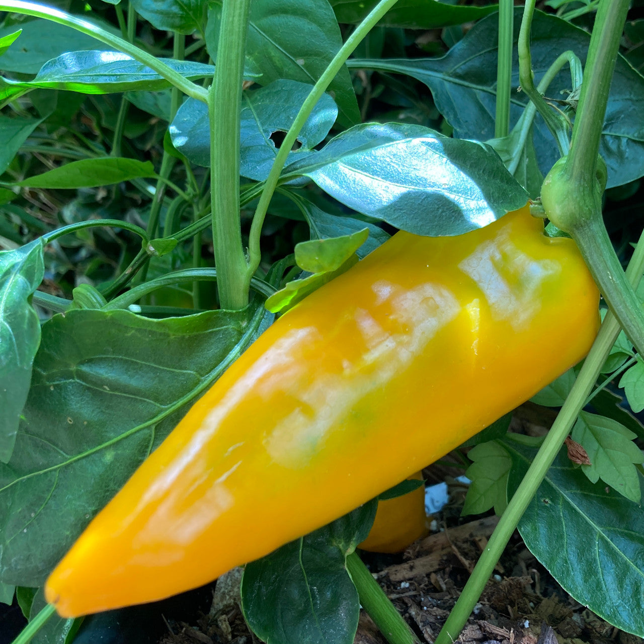 Pepper Seeds Gold Marconi Hybrid Paprika Seeds - Evergrowseeds