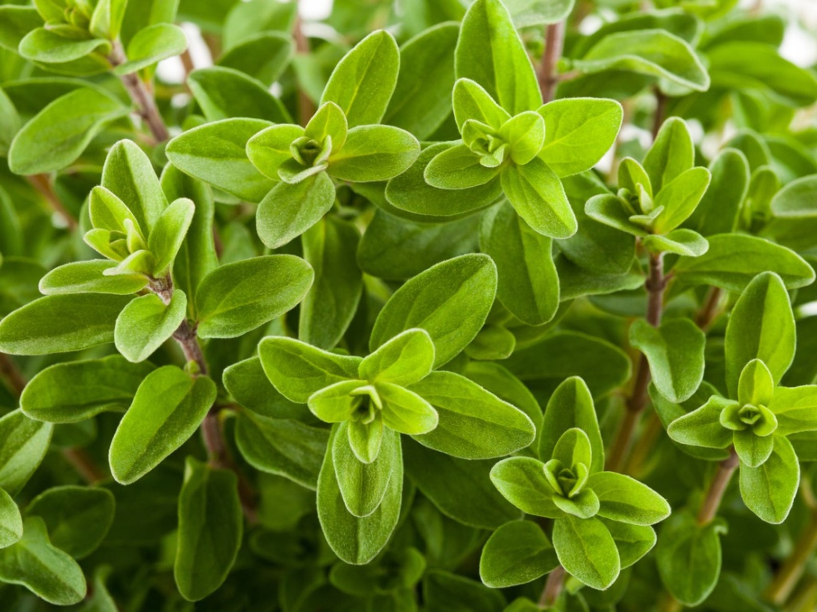Marjoram Herb Planting Seeds for Your Garden