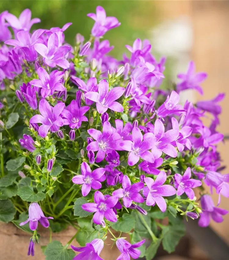 Purple Portenschlagiana Flower seeds for Planting - Pollinator Friendly, Heirloom & GMO Free Seeds for Home Garden