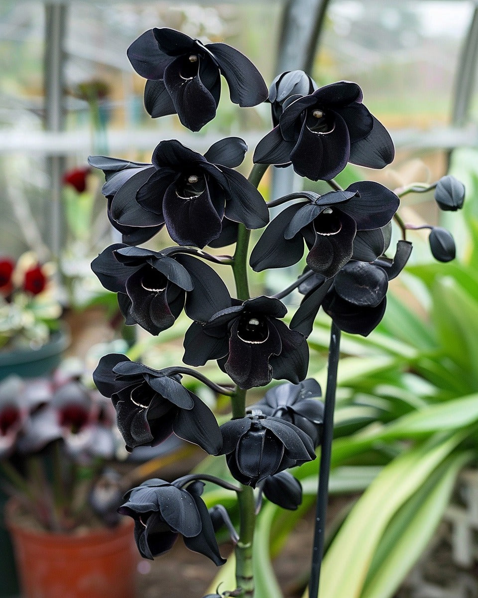 Cymbidium Flower seeds for Planting - Long Bloom Season, Heirloom & GMO Free Seeds for Home Garden