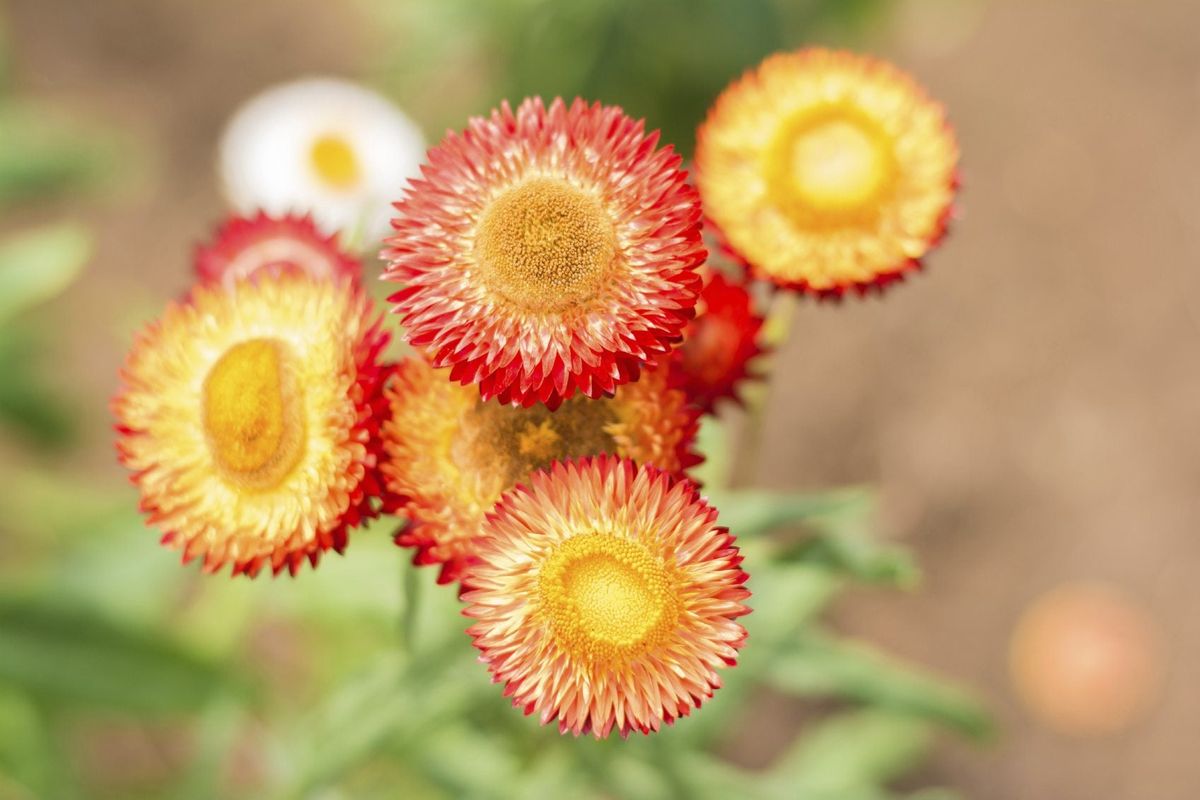 Straw Flower seeds for Planting Bright Blooms Heirloom & GMO Free Seeds for Home Garden